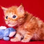 How to Choose the Right Cat or Kitten for Your Home
