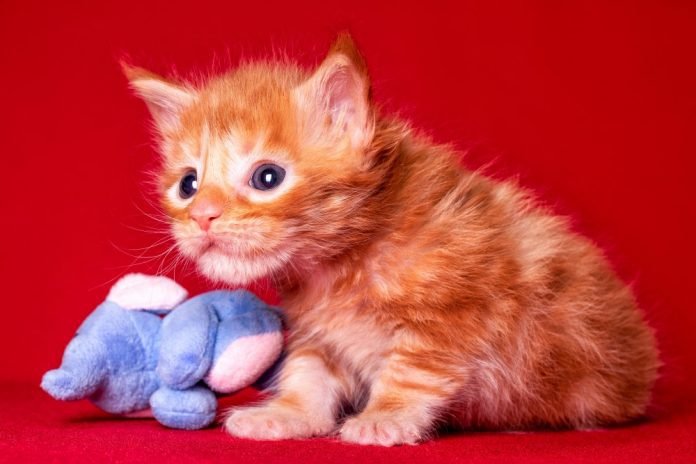 How to Choose the Right Cat or Kitten for Your Home