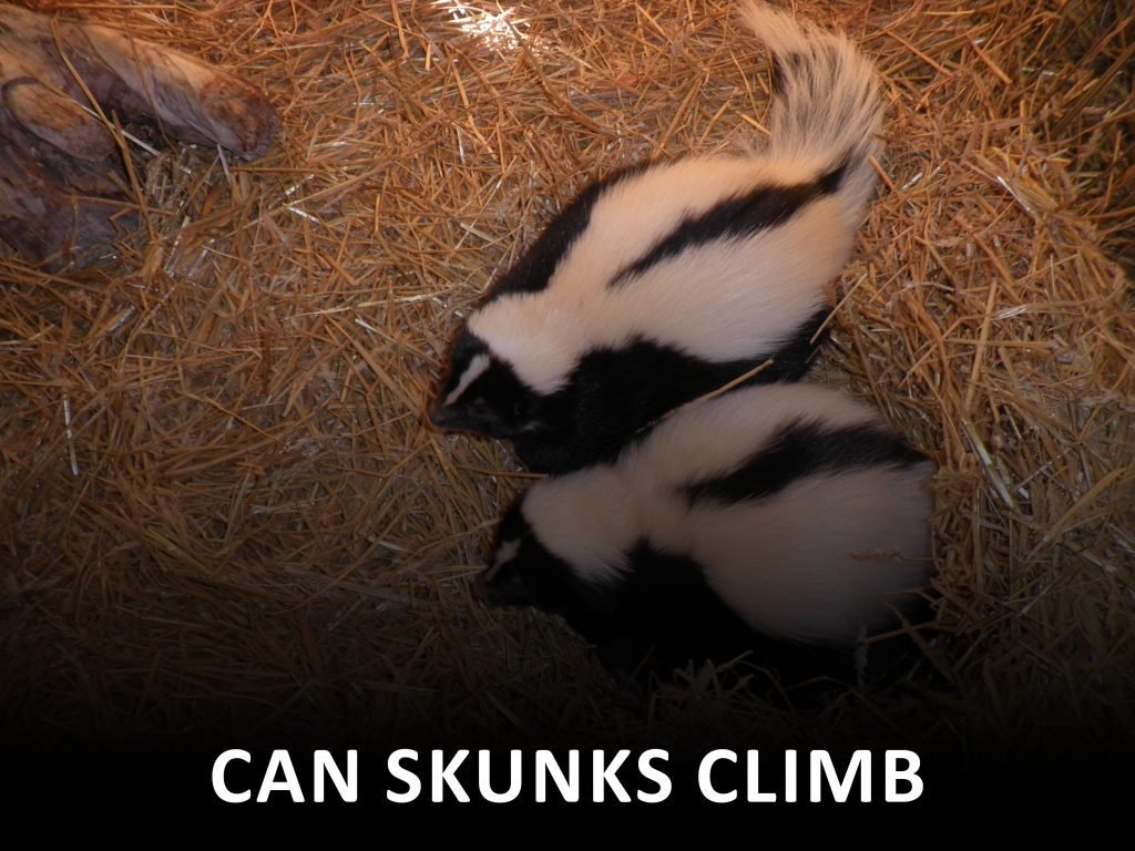 Can you keep skunks away from your house?