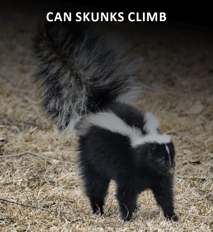 Can skunks climb? Which type of skunks can climb?