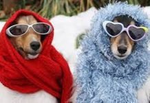 Ultimate Guide to Choosing Luxury Dog Clothes For Your Pet Ultimate Guide to Choosing Luxury Dog Clothes For Your Pet