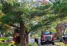 Tips To Prepare Your House For a Tree Removal Tips To Prepare Your House For a Tree Removal