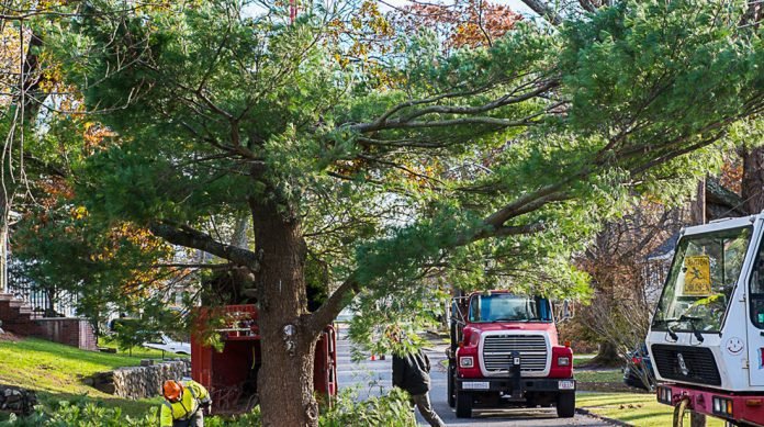 Tips To Prepare Your House For a Tree Removal