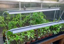 Why your garden needs a grow light Why your garden needs a grow light