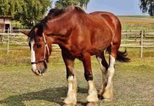 Are Male Horses Faster Than Female Ones? Are Male Horses Faster Than Female Ones?