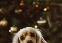 Weird Dog Habits and Their Meanings