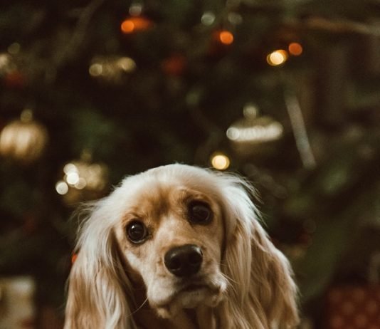 Weird Dog Habits and Their Meanings