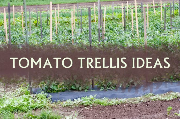 Tomato trellis ideas