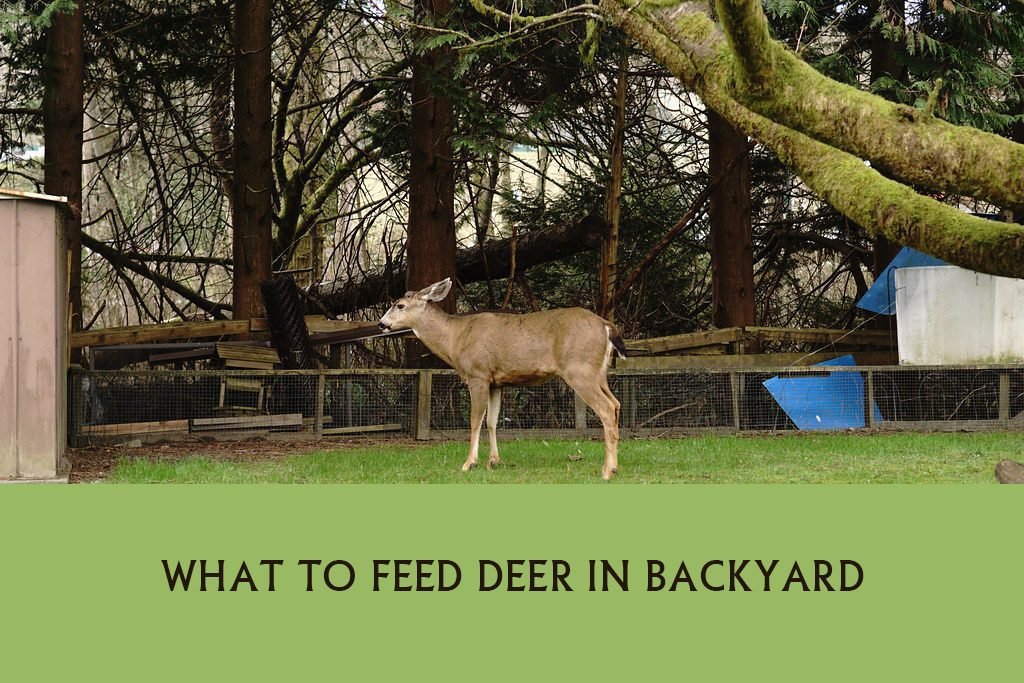 What To Feed Deer In Backyard According To Season?