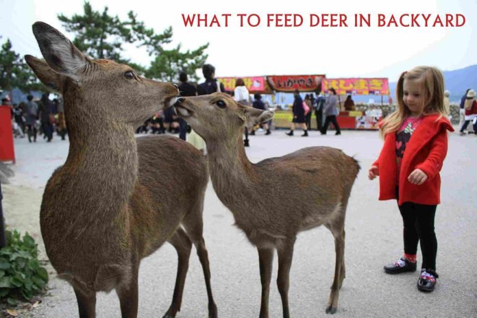 What To Feed Deer In Backyard? All You Need To Know