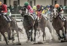 Interesting Facts About Racing Betting Interesting Facts About Racing Betting