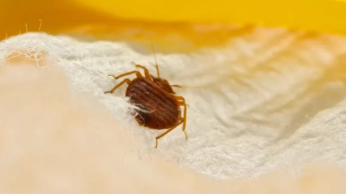 Protecting Your Home from Bed Bugs