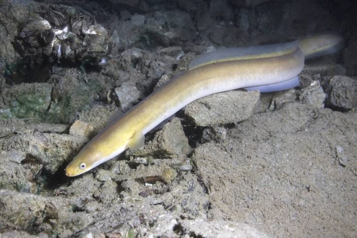 Eels Reproduce