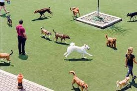 Best Dog Parks