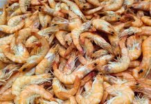 Why You Should Try Red Sea Prawns Red Sea Prawns