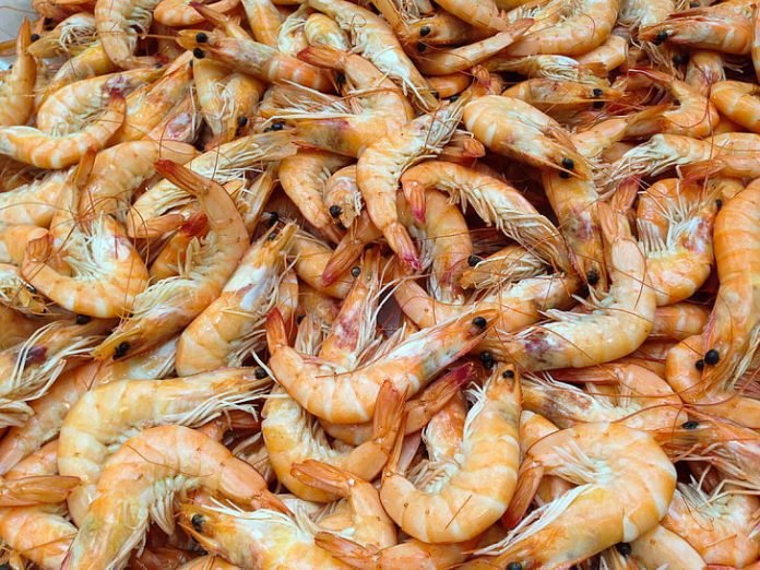 Red Sea Prawns