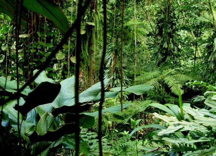 Amazon rainforest cost