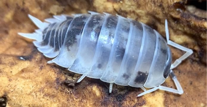 Isopods