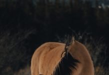 Why You Should Start Getting Your Yard Ready For Winter Now