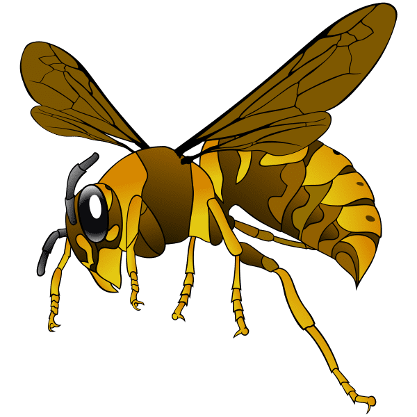 What do wasps eat?