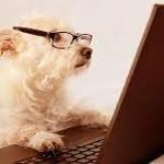 What You Need to Know About Dog Psychology Dog Psychology