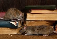 Rodent Removal Guide: How To Get Rid Of Mice, Rats And Other Pests Naturall Rodent Removal