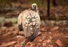 Unwind in style: luxury wildlife escapes for 2023 luxury wildlife