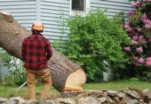Tips for Hiring a Reputable Tree Service Company Tree Service Company