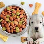 The Health Risks and Benefits of Feeding Your Dogo Argentino Oranges Dogo Argentino
