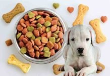 The Health Risks and Benefits of Feeding Your Dogo Argentino Oranges Dogo Argentino