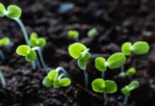 Seed Treaters to Improve Agricultural Planting Seed Treaters