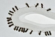 5 Ant Prevention Tips for 2023 5 Ant Prevention Tips for 2023