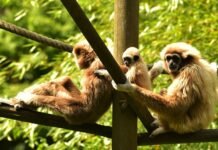 Phuket’s Sustainable Tourism: Best sustainable tourism destinations in Phuket Tourism destinations in Phuket