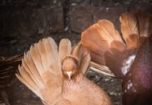 Pigeon deterrent: 3 of the best ways to get rid of pigeons from your garden Pigeon deterrents