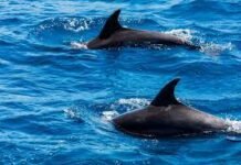Dophinaris: Navigating the Enchanting Locations of Dolphin Encounters Dophinaris