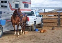 The Ultimate Guide to Horse Floats: Transport Your Equine Companions with Comfort and Safety Horse Floats