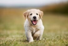 Here’s How to Take Care of Your New Golden Retriever Puppy Golden Retriever