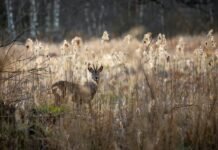 5 Tips On How To Hunt Deer During The Daytime
