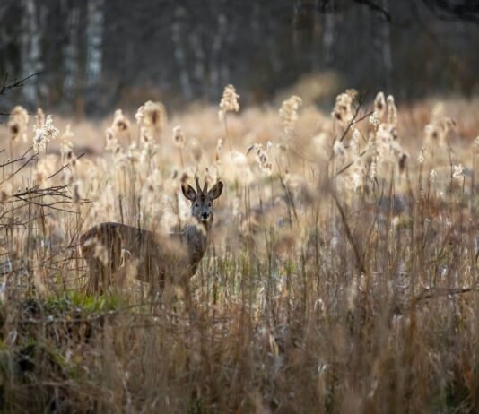 5 Tips On How To Hunt Deer During The Daytime