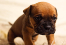 Brown Pug Puppies and Brindle Pugs – Cost, Appearance and Behaviour!