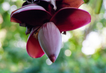Exploring Nutritional Riches: Banana Flower Extract In 3 Perspectives Banana Flower