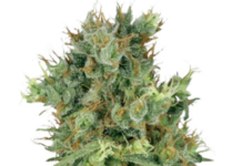 Cultivating Excellence with the Tahoe OG Strain from Growers Choice Seeds Cultivating
