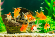Discover the Diverse and Exquisite Types of Fancy Goldfish: A Comprehensive Guide fancy gold fish