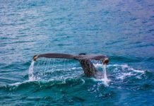 Whittier Whale Watching: A Seaside Spectacle Whittier Whale