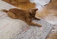 What Type of Litter Mats Do Most Cats Prefer? litter mats