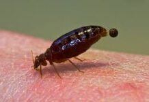 Why Pest Control is Important in Winter Pest Control