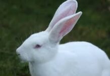 Why Are Rabbits Eating My Grass? Rabbits