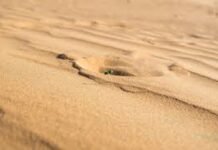 Experience Vietnam’s Desert Magic: Top Sand Dune Spots in Mui Ne for Memorable Adventures – An Unlikely Experience Mui Ne Sand Dunes