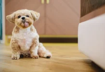 Pet-Friendly Flooring Options: Scuff-Resistant Hardwood for Busy Households Pet-Friendly Flooring