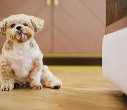 Pet-Friendly Flooring Options: Scuff-Resistant Hardwood for Busy Households Pet-Friendly Flooring